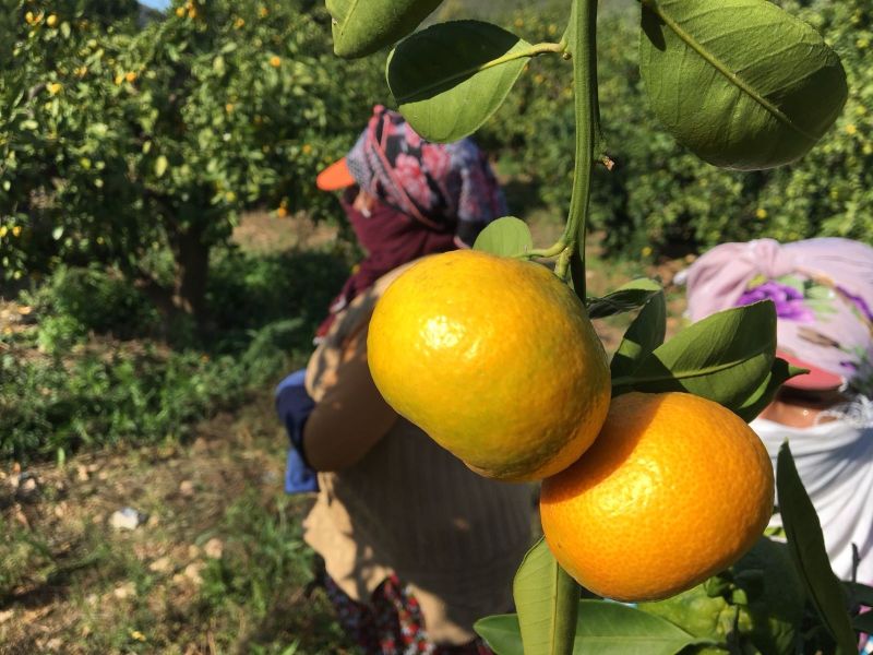 Mandalinaya nazar değdi