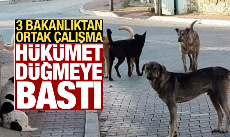 3 bakanlık köpek sorunuyla ilgili harekete geçti