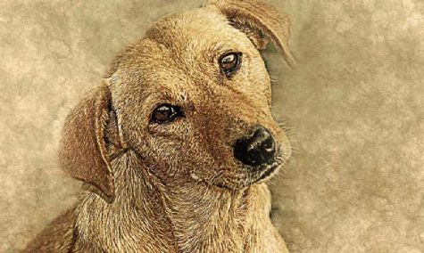 Türk Hukukunda Başıboş Sokak Köpekleri Sorunu: Sorumluluklar ve Çözüm Yolları