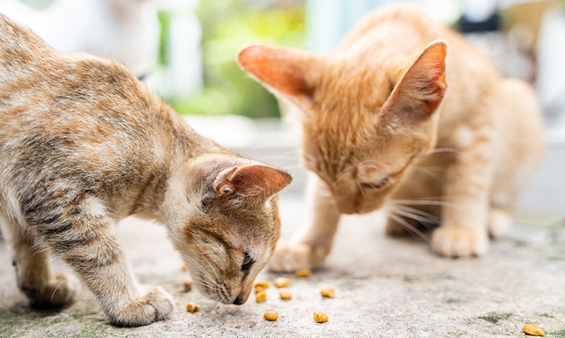 Trkiye’deki kedi ve kpeklerin neredeyse yarsnn bir evi yok