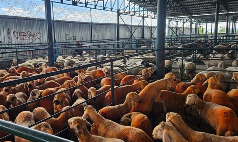 Eskişehir Emniyeti’nden Kurban Alışverişinde Dolandırıcılık Uyarısı!