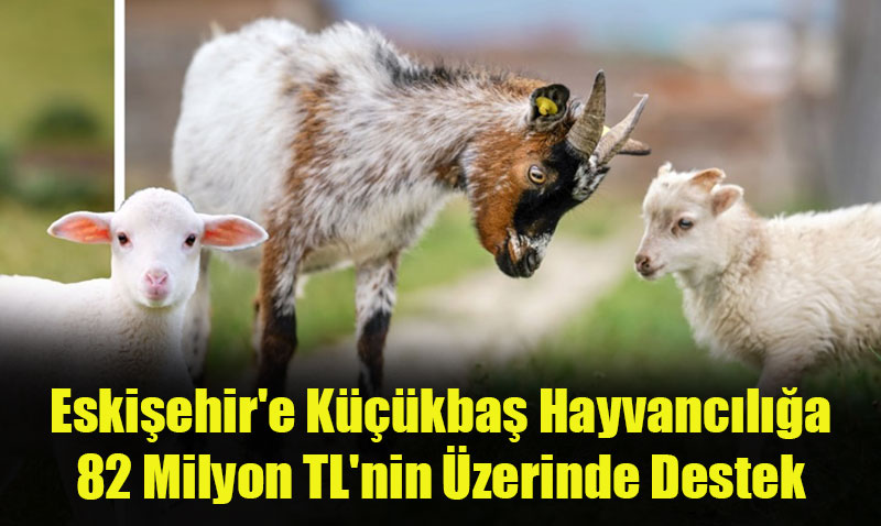 Eskişehir’de Küçükbaş Hayvancılığa Büyük Destek: 82 Milyon TL Ödeme Yapılacak!