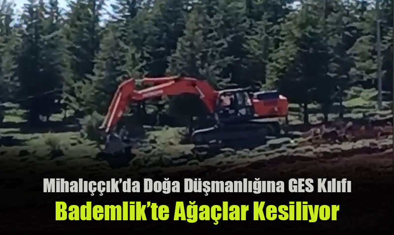 Yunus Emre’yi Anarken Ağaçlar Kesiliyor: Doğaya Kıymayın!