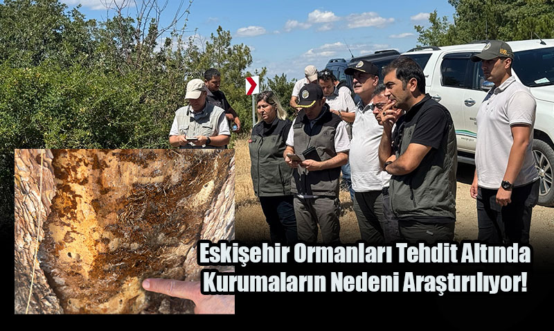 Eskişehir Ormanları Tehdit Altında: Kurumaların Nedeni Araştırılıyor!