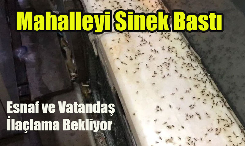 Eskişehir’in Göztepe Mahallesi’nde Sinek Kabusu: "Geceleri Zemini Sarıyorlar!"