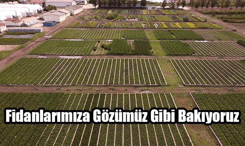 Yeşil Vatan’ın Teminatı Fidanlara Gözümüz Gibi Bakılıyor