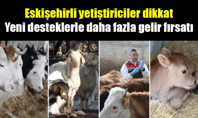 Hayvancılık Destekleme Miktarları Artıyor: Sektöre Önemli Destekler