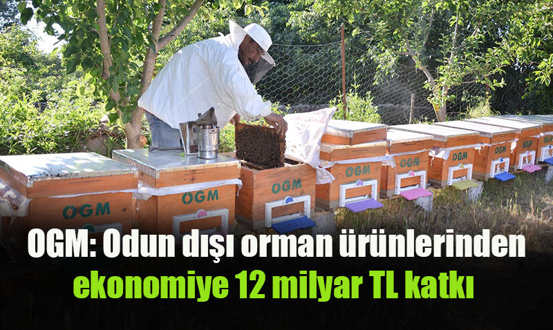Trkiye Odun D Orman rnlerinde Dnya Liderliine Oynuyor