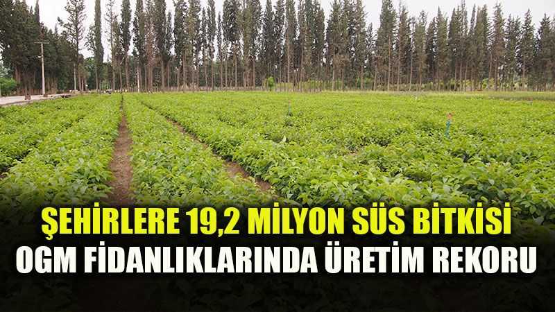 �ehirlere 19,2 Milyon S�s Bitkisi