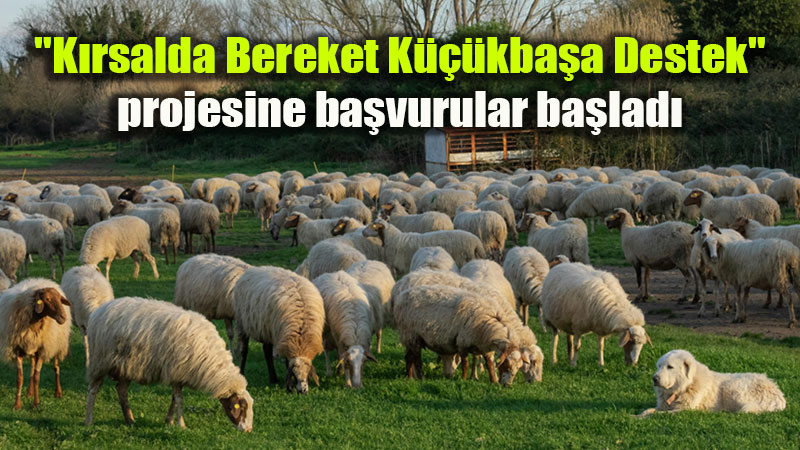 K�rsalda Bereket Ba�l�yor: 100 K���kba� Hayvan ve Nakdi Destek Paketi!