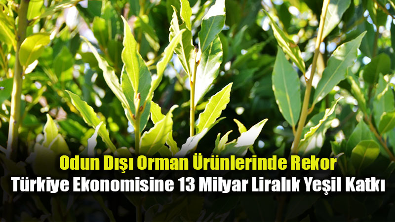 Orman K�yl�s�n�n Alt�n �a��: 314 Bin Tonluk �retimle D�nya Liderli�ine