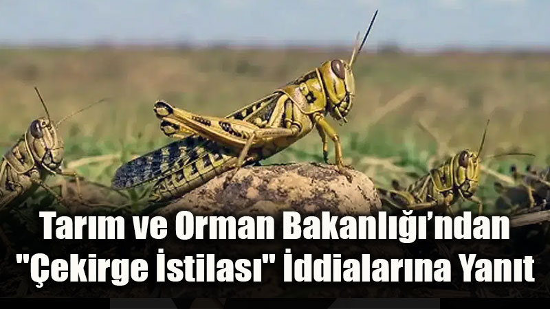 Tar�m ve Orman Bakanl����ndan "�ekirge �stilas�" �ddialar�na Yalanlama!