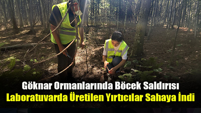 Orman Zararlısına Karşı "Feromon Tuzaklı" Mücadele!