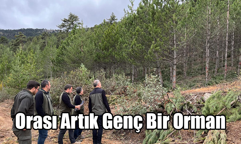 23 Yl Sonra Genleen Kalabak Orman’nda Sklk Bakm