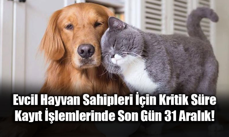 Evcil Hayvan Sahipleri ��in Kritik S�re: Kay�t ��lemlerinde Son G�n 31 Aral�k!