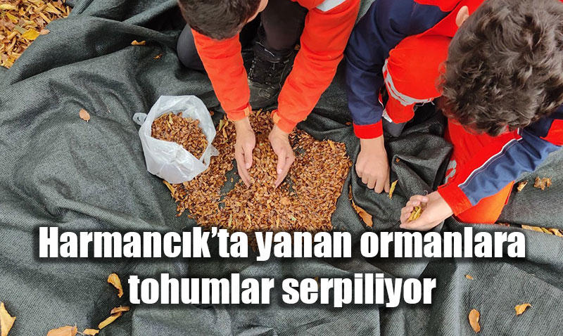 Harmanck’ta Yanan Ormanlara Tohumlar Serpilerek Rehabilitasyon Balatld