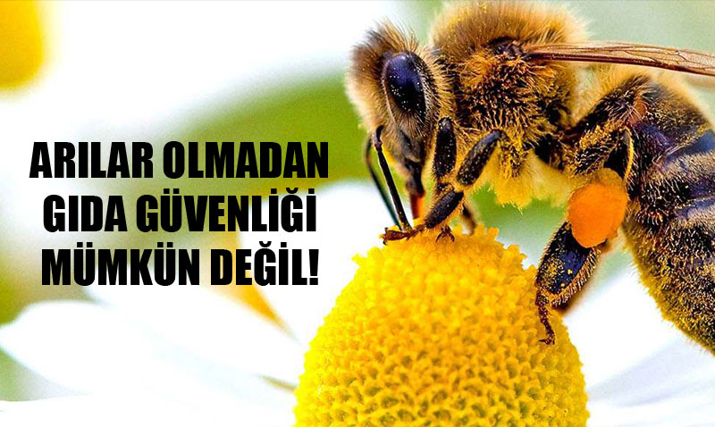 20 Austos Dnya Bal Ars Gn:  "Arlar Olmadan Gda Gvenlii Mmkn Deil"