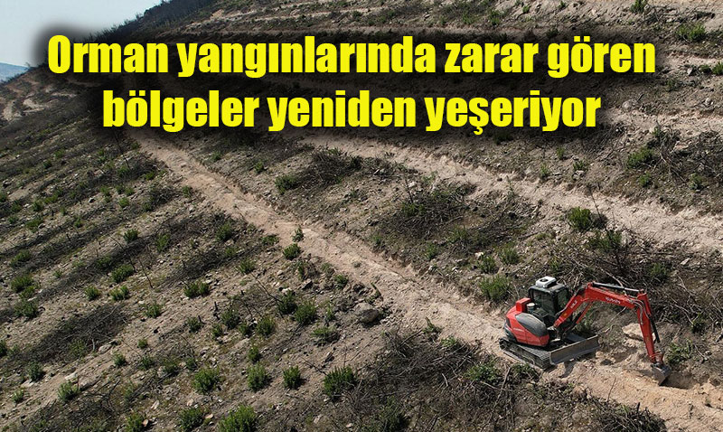 zmir Foa Yeniden Yeeriyor: Sonbaharda Binlerce Fidan Dikilecek