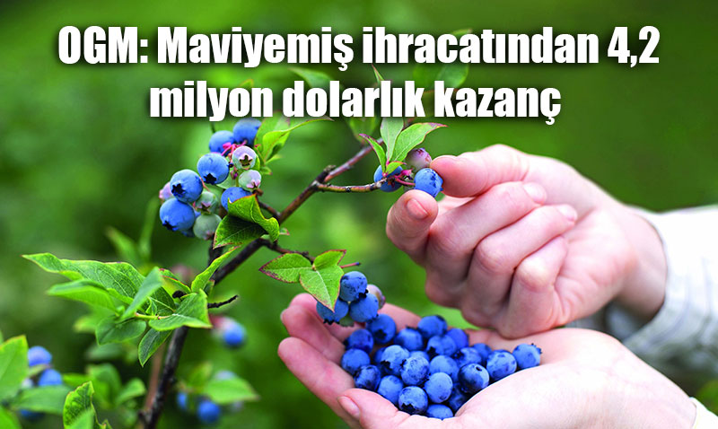 Trkiye’nin Maviyemi hracatndan 4,2 Milyon Dolarlk Gelir