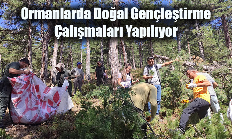 Ormanlarda Doal Genletirme almalar Yaplyor