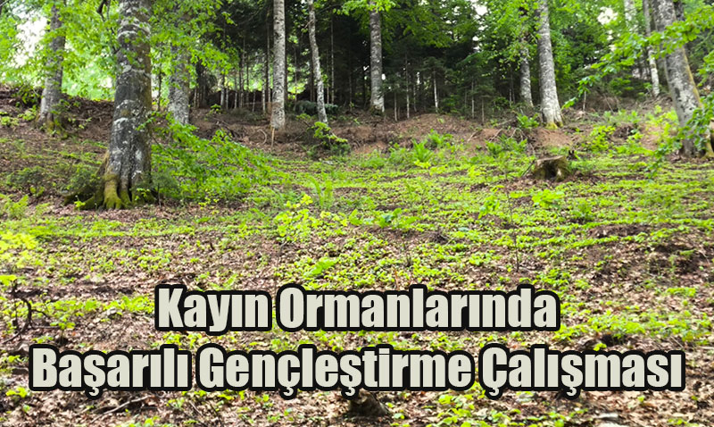 Orman Genel Mdrl’nden Kayn Ormanlarnda Baarl Genletirme almas