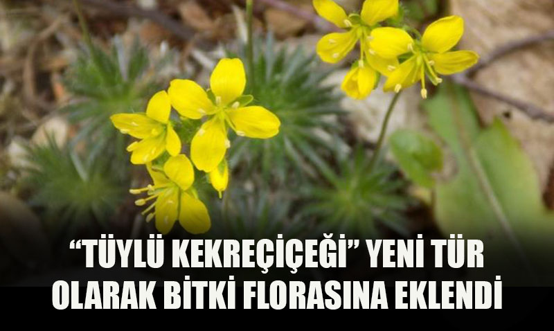 "Tyl Kekreiei" Trkiye Bitki Florasna Yeni Tr Olarak Eklendi