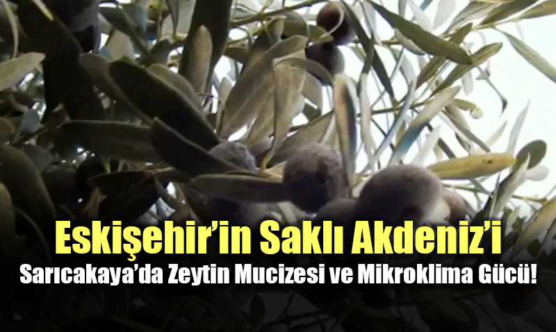 Eski�ehir�in Sakl� Akdeniz�i: Sar�cakaya�da Zeytin Mucizesi ve Mikroklima G�c�!