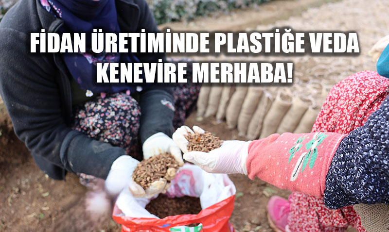 Fidan Stresine Do�al ��z�m: K�k K�vr�lmas� Bitiyor, Verim Art�yor!