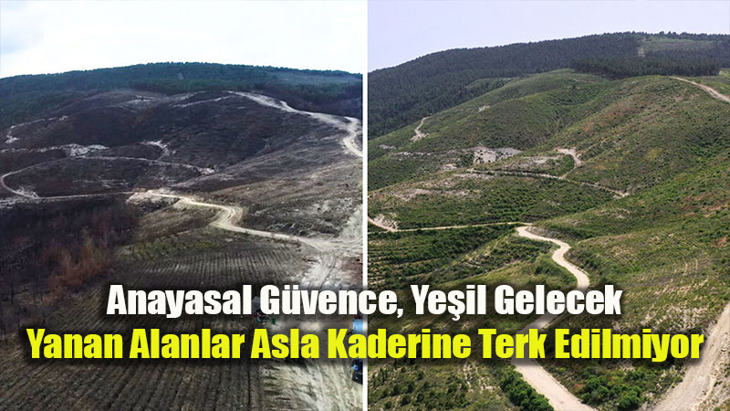 K�llerinden Do�an Yar�nlar: Yanan Ormanlar H�zla Yeniden Hayat Buluyor