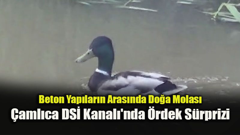 �aml�ca DS� Kanal��nda �rdek S�rprizi